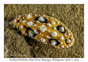 Ocellated Phyllidia