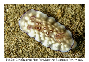 Bus Stop Goniobranchus