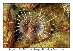 Spotfin Lionfish