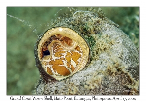 Grand Coral Worm Shell