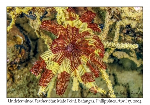 Undetermined Feather Star