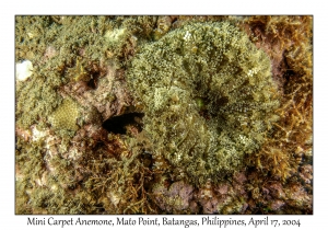 Mini Carpet Anemone
