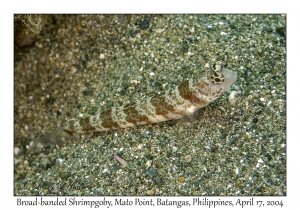 Broad-banded Shrimpgoby