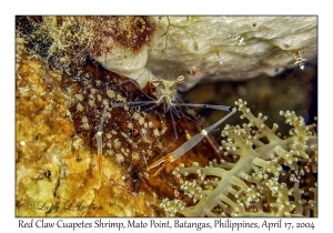 Red Claw Cuapetes Shrimp