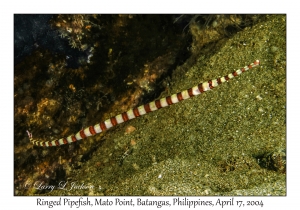 Ringed Pipefish