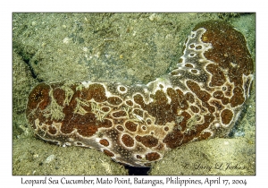 Leopard Sea Cucumber