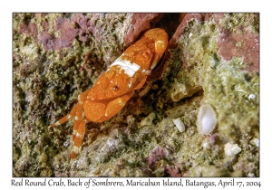 Red Round Crab