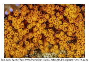 Tunicates