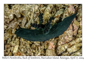 Miller's Nembrotha