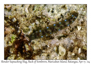 Slender Sapsucking Slug