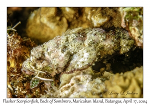 Flasher Scorpionfish