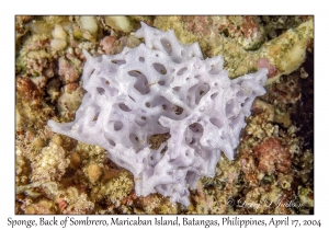 Sponge