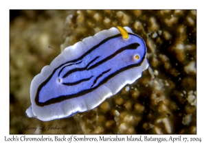 Loch's Chromodoris