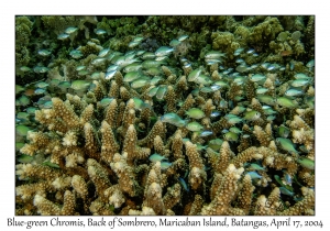 Blue-green Chromis