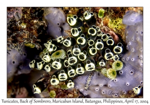 Tunicates