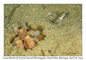 Lisa's Mantis & Ventral-barred Shrimpgoby