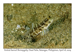 Ventral-barred Shrimpgoby