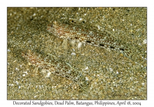 Decorated Sandgoby