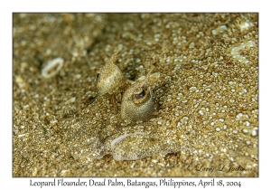 Leopard Flounder