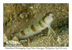 1180#0027 Amblyeleotris gymnocephala - Nakedhead Shrimpgoby, Dead Palm, Batangas, Philippines, April 18, 2004