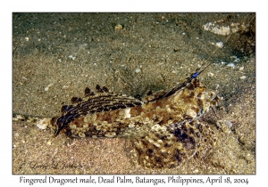 1180#0034 Dactylopus dactylopus - Fingered Dragonet male, Dead Palm, Batangas, Philippines, April 18, 2004