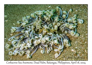 1180#0049 Macrodactyla doreensis - Corkscrew Sea Anemone, Dead Palm, Batangas, Philippines, April 18, 2004