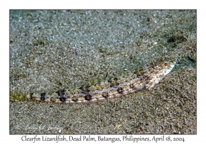 1180#0058 Synodus dermatogenys - Clearfin Lizardfish, Dead Palm, Batangas, Philippines, April 18, 2004