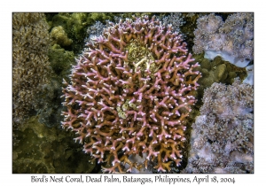 1180#0076 Stylopora pistillata - Bird's Nest Coral, Dead Palm, Batangas, Philippines, April 18, 2004