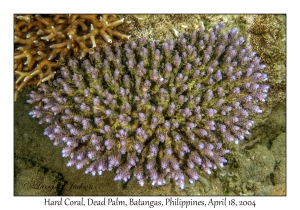 1180#0077 Acropora desalwii - Hard Coral, Dead Palm, Batangas, Philippines, April 18, 2004