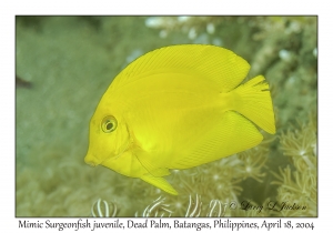 1180#0088 Acanthurus pyroferus - Mimic Surgeonfish juv, Dead Palm, Batangas, Philippines, April 18, 2004