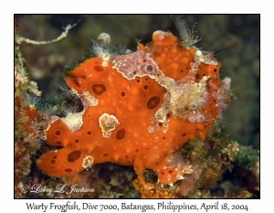 Warty Frogfish