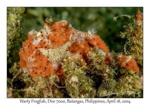 1181#0131 Antennarius maculatus - Warty Frogfish, Dive 7000, Batangas, Philippines, April 18, 2004
