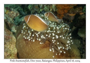 1181#0151 Amphiprion perideraion - Pink Anemonefish, Dive 7000, Batangas, Philippines, April 18, 2004