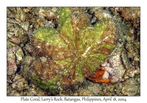 1182#0161 Sandalolitha dentata - Plate Coral, Larry's Rock, Batangas, Philippines, April 18, 2004