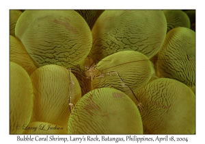 1182#0167 Vir philippinensis - Bubble Coral Shrimp, Larry's Rock, Batangas, Philippines, April 18, 2004