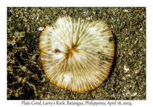 1182#0168 Fungia patelliformis - Plate Coral, Larry's Rock, Batangas, Philippines, April 18, 2004