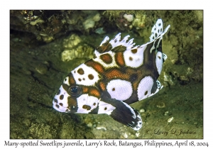 1182#0171 Plectorhinchus chaetodonoides - Many-spotted Sweetlips lg juv, Larry's Rock, Batangas, Philippines, April 18, 2004