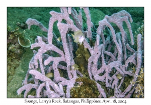 1182#0176 Dysidea sp - Sponge, Larry's Rock, Batangas, Philippines, April 18, 2004