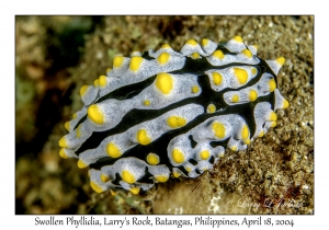 1182#0177 Phyllidia varicosa - Swollen Phyllidia, Larry's Rock, Batangas, Philippines, April 18, 2004