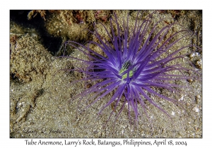 1182#0178 Cerianthus sp - Tube Anemone, Larry's Rock, Batangas, Philippines, April 18, 2004