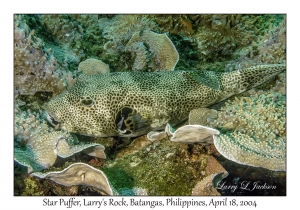 1182#0179 Arothron stellatus - Star Puffer, Larry's Rock, Batangas, Philippines, April 18, 2004