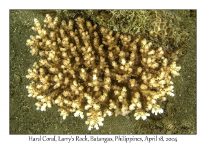 1182#0182 Acropora loripes - Hard Coral, Larry's Rock, Batangas, Philippines, April 18, 2004