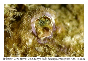 1182#0187 Paguritta sp - Unknown Coral Hermit Crab, Larry's Rock, Batangas, Philippines, April 18, 2004
