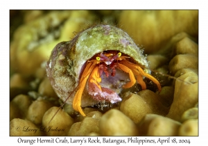 1182#0192 Pseudopaguristes kuekenthali - Orange Hermit Crab, Larry's Rock, Batangas, Philippines, April 18, 2004