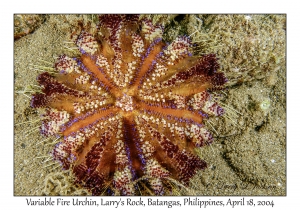 1182#0212 Asthenosoma varium - Variable Fire Urchin, Larry's Rock, Batangas, Philippines, April 18, 2004