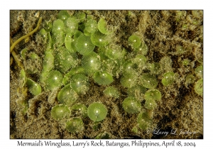1182#0213 Acetabularia major - Mermaid's Wineglass, Larry's Rock, Batangas, Philippines, April 18, 2004