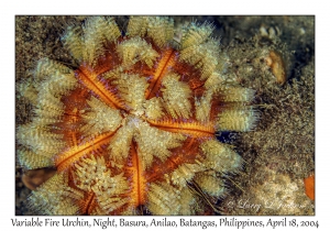 1183#0227 Asthenosoma varium - Fire Urchin, Night, Basura, Anilao, Batangas, Philippines, April 18, 2004