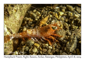 1183#0250 Metapenaeopsis lamellata - Humpback Prawn, Night, Basura, Anilao, Batangas, Philippines, April 18, 2004