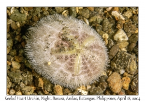 1183#0261 Brissus latecarinatus - Keeled Heart Urchin, Night, Basura, Anilao, Batangas, Philippines, April 18, 2004