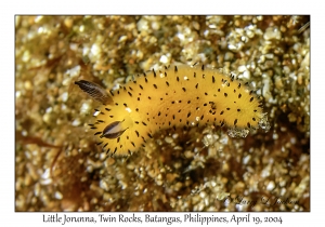 1184#0002 Jorunna parva - Little Jorunna, Twin Rocks, Batangas, Philippines, April 19, 2004